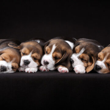 5 puppies sleeping